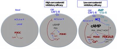 Magnocellular Vasopressin and the Mechanism of “Glucocorticoid Escape”